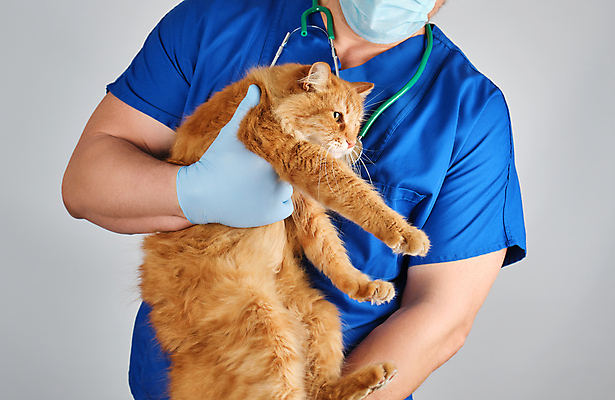 포토 JPG 해외이미지 한마리 남자 장갑 유니폼 청진기 안기 회색배경 마스크 한명 사람 상반신 성인 앞모습 치료 반려동물 고양이 진료 잡기 동물병원 수의사 돌봄 성인남자한명만 해외포토 동물 1 잡화 옷 뷰포인트 백그라운드 포유류 의학 의료기기 모션 병원 회색 의사 남자한명만 성인남자만 파일형식 이미지허브