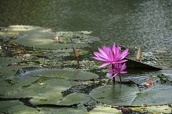 포토 JPG 해외이미지 식물 꽃잎 꽃 호수 선 음식 분홍색 잎 꽃무늬 요가 자연 표면 연꽃 씨앗 풍경 사람없음 야외 초록색 물 여름 평화 견과류 벚꽃 연못 사찰 개화 시장 백합 당구 흐림 내추럴 꽃수술 스리랑카 해외포토 자연요소 웰빙 계절 아시아 컬러 컨셉 무늬 종교건축 날씨 구기 생태계 파일형식 이미지허브