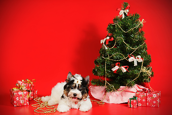 포토 JPG 해외이미지 나무 동물 1 행복 새끼 백그라운드 크리스마스 공 휴가 새로움 털 사람없음 장식 빨간색 반려동물 산타클로스 귀여움 검은색 거울 흰색 개 달콤 강아지 작음 샴페인 요크셔테리어 테리어 연도 사진사 활 솜털 송곳니 기르기 비버 삼색 해외포토 식물 기념일 감정 컬러 컨셉 포유류 주류 맛 치아 크기 작가 돌봄 파일형식 이미지허브
