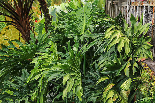 포토 JPG 해외이미지 나무 식물 디자인 화초 백그라운드 잎 패턴 일러스트 자연 벽지 추상 손바닥 미술 사람없음 장식 초록색 정원 봄 흰색 나뭇가지 신선 숲 인쇄 큼 유기농 질감 하와이 심플 내추럴 이국적 그리너리 미니멀 해외포토 손 웰빙 계절 컬러 무늬 문화예술 미국 크기 생태계 파일형식 트랜드컬러 이미지허브