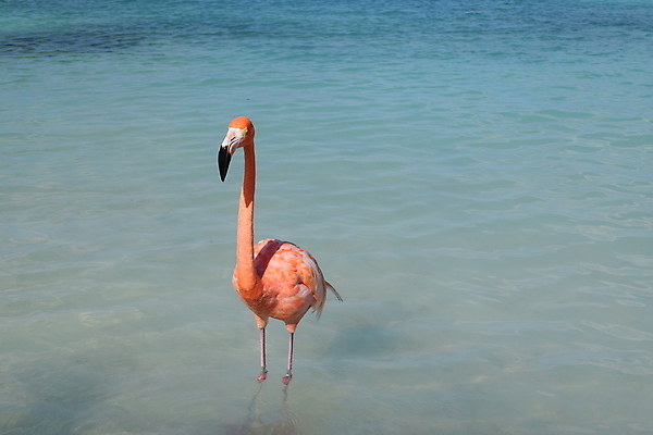 포토 JPG 해외이미지 나무 모래 바다 섬 여행 자연 하늘 휴가 손바닥 풍경 사람없음 야외 물 여름 파란색 야자수 맑음 흰색 휴양지 코코넛 카리브해 이국적 파라다이스 수평선 해외포토 자연요소 식물 손 계절 컬러 과일 날씨 장소 생태계 파일형식 이미지허브