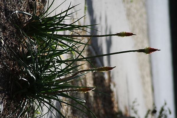 포토 JPG 해외이미지 나무 식물 꽃 안경 백그라운드 유리 탁자 서기 사람 앉기 사람없음 야외 초록색 물 사무실 알약 파티 와인 꽃병 방 에너지 닫기 큼 책상 고립 해외포토 자연요소 잡화 컬러 가구 비즈니스 모션 재질 주류 이벤트 약 크기 파일형식 이미지허브