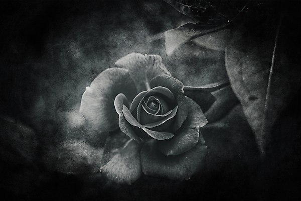 포토 JPG 해외이미지 식물 계절 꽃잎 꽃 분홍색 백그라운드 잎 꽃무늬 자연 사랑 사람없음 야외 초록색 장미 환경 정원 검은색 봄 벚꽃 개화 내추럴 해외포토 감정 컬러 무늬 생태계 파일형식 이미지허브