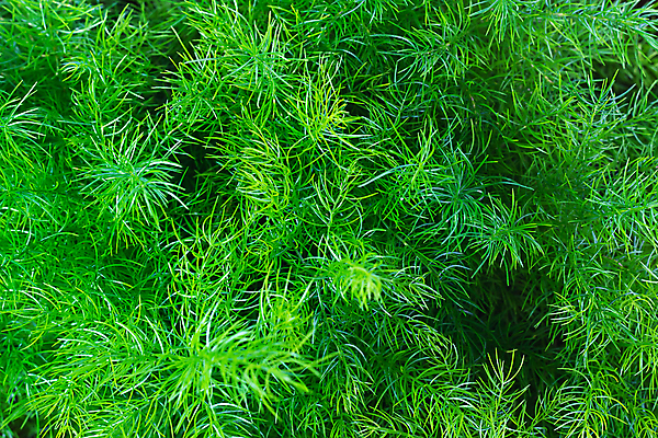 포토 JPG 해외이미지 식물 화초 잎 자연 유리 사람없음 초록색 정원 신선 관목 내추럴 해외포토 나무 컬러 재질 생태계 파일형식 이미지허브