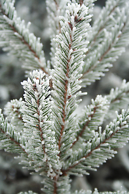 포토 JPG 해외이미지 나무 식물 계절 백그라운드 크리스마스 겨울 자연 하늘 날씨 휴가 새로움 풍경 사람없음 야외 목재 초록색 냉동 얼음 추위 흰색 나뭇가지 눈송이 닫기 숲 12월 크리스탈 연도 묘사 서리 장면 상록수 침엽수 전나무 1월 내추럴 2월 눈내림 가문비나무 해외포토 자연요소 기념일 컬러 컨셉 재료 모션 눈_날씨 날짜 광석 생태계 파일형식 이미지허브
