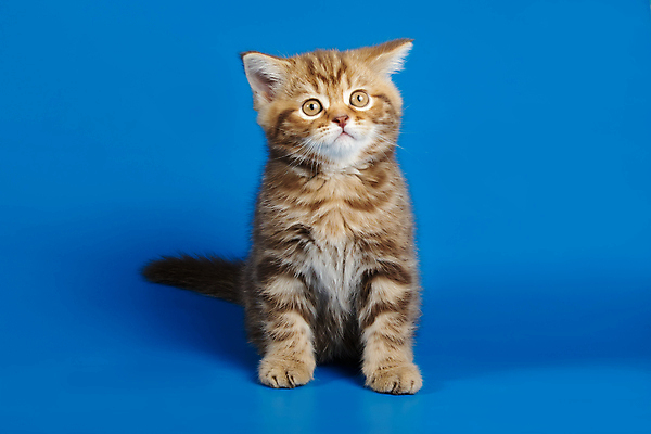 포토 JPG 해외이미지 동물 응시 백그라운드 장난 포유류 털 사람없음 반려동물 귀여움 고양이 줄무늬 흰색 작음 모피 사진사 호기심 얼룩무늬 솜털 고립 기르기 직진 스코틀랜드 해외포토 시선 감정 컬러 컨셉 무늬 영국 크기 작가 돌봄 파일형식 이미지허브