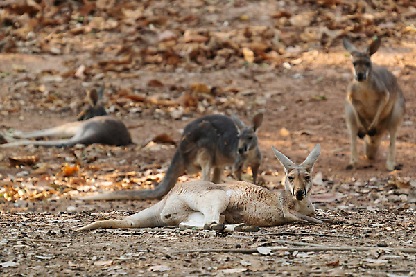 포토 JPG 해외이미지 동물 야생동물 포유류 자연 휴식 생물 동물원 사람없음 야외 호주 캥거루 거짓말 동물상 해외포토 컨셉 조형물 오세아니아 생태계 파일형식 이미지허브