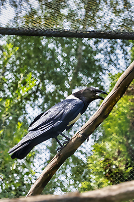 포토 JPG 해외이미지 나무 동물 1 응시 공원 야생동물 백그라운드 아프리카 자연 조류 흑백 종류 사람없음 야외 환경 검은색 흰색 나뭇가지 고독 보호 깃털 싱글 부리 서식지 까마귀 남쪽 계산서 내추럴 경보 마다가스카르 사바나 전국 지능 혼자 해외포토 식물 시선 공공시설 감정 나라 컬러 컨셉 촬영기법 방향 생태계 파일형식 이미지허브