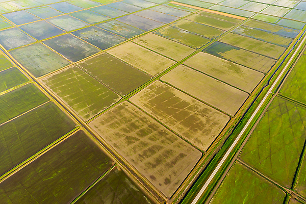 포토 JPG 해외이미지 식물 호수 줄기 잎 농업 자연 밥 안테나 씨앗 풍경 사람없음 초록색 물 농장 농경지 정원 경작 봄 시골 정상 홍수 시리얼 운하 진흙 시스템 거름 배수구 논밭 해외포토 자연요소 계절 산업 음식 컬러 밭 통신 논 농사 자연재해 생태계 파일형식 이미지허브