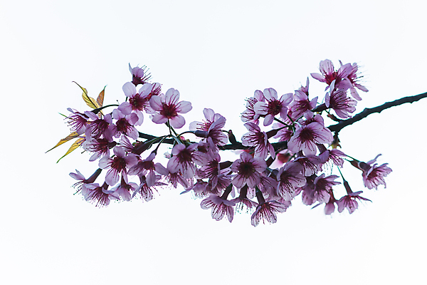 포토 JPG 해외이미지 꽃 백그라운드 태국 사람없음 벚꽃 체리 P 해외포토 식물 알파벳 아시아 과일 파일형식 이미지허브