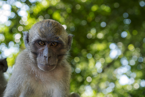 포토 JPG 해외이미지 나무 동물 아시아 얼굴 야생동물 백그라운드 포유류 태국 자연 생물 털 사람없음 갈색 흰색 원숭이 표현 숲 작음 호기심 유인원 고립 해외포토 식물 감정 나라 컬러 컨셉 신체부위 크기 생태계 파일형식 이미지허브
