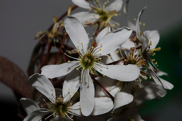 포토 JPG 해외이미지 식물 공원 열매 꽃 별 호수 분홍색 크리스마스 꽃무늬 공 자연 조류 표면 휴가 사랑 사람없음 야외 장식 물 강 환경 정원 보라색 화환 회색 벚꽃 흰색 나뭇가지 연못 개화 은색 사과 당구 제비꽃 내추럴 민물 많음 해외포토 자연요소 나무 동물 공공시설 기념일 감정 컬러 컨셉 무늬 과일 구기 생태계 파일형식 이미지허브