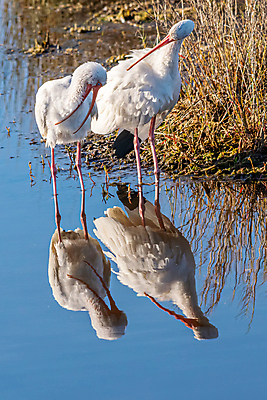 포토 JPG 해외이미지 동물 북아메리카 조류 사람없음 미국 플로리다 해외포토 아메리카 파일형식 이미지허브