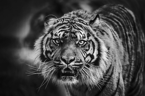 포토 JPG 해외이미지 동물 1 응시 아시아 야생동물 오렌지 포유류 자연 흑백 동물원 종류 사람없음 가로 머리 고양이 줄무늬 용기 호랑이 닫기 치아 숲 위험 사자 사파리 사냥 사냥꾼 육식 멸종 대가리 시베리아 웅장함 해외포토 직업 그릇 시선 나라 컨셉 무늬 과일 모션 촬영기법 신체부위 반려동물 소화기관 생태계 파일형식 이미지허브