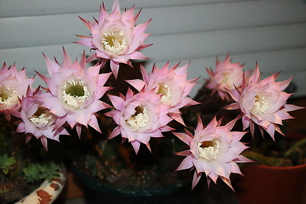 포토 JPG 해외이미지 식물 디자인 꽃잎 꽃 백그라운드 패턴 자연 선인장 건강 사람없음 장식 초록색 여름 약 사막 성장 벚꽃 흰색 못 거친 가시 매끈함 작음 허브 순수 묘사 원예 날카로움 꽃수술 해외포토 계절 컬러 컨셉 무늬 의학 취미 공구 감각 크기 생태계 파일형식 이미지허브