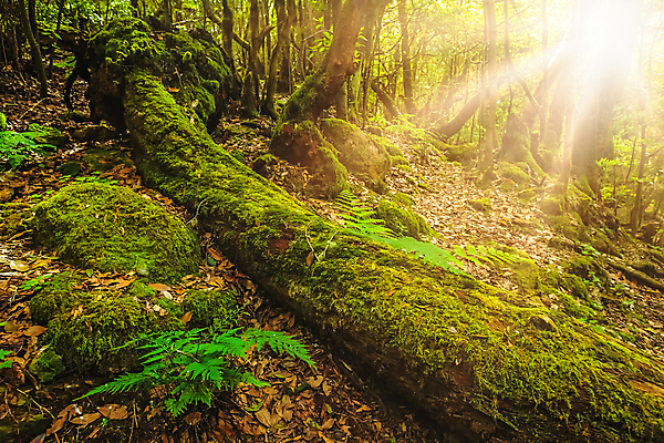 포토 JPG 해외이미지 나무 식물 공원 섬 자국 자연 이끼 풍경 사람없음 야외 초록색 여름 햇빛 태양 정원 활발 습기 황무지 숲 신비 열대우림 내추럴 강렬 양치류 전국 그리너리 해외포토 자연요소 계절 공공시설 컬러 컨셉 생태계 파일형식 트랜드컬러 이미지허브