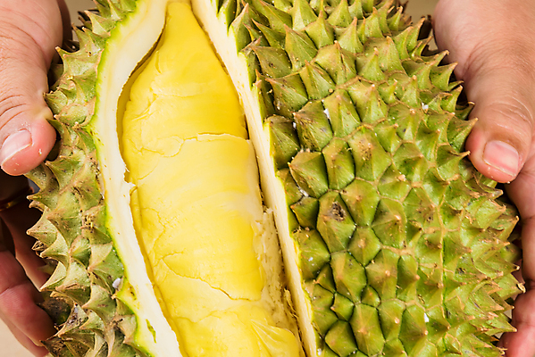 포토 JPG 해외이미지 스튜디오촬영 아시아 음식 백그라운드 농업 과일 재료 태국 자연 건강 동양인 사람없음 초록색 컬러풀 노란색 흰색 신선 가시 시장 달콤 맛 흰배경 유기농 날것 냄새 날카로움 동쪽 스파이크 건강식 남쪽 내추럴 고립 숙성 식용 이국적 해외포토 웰빙 나라 산업 컬러 컨셉 실내 인종 방향 생태계 파일형식 이미지허브