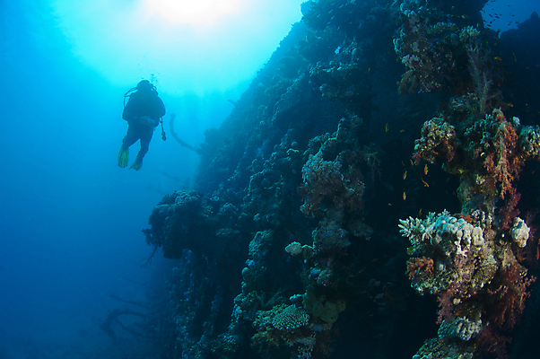 포토 JPG 해외이미지 실루엣 바다 한명 성인 수중 탐험 스노클링 잠수부 성인한명만 해외포토 1 촬영기법 사람 수상스포츠 전문직 성인만 파일형식 이미지허브