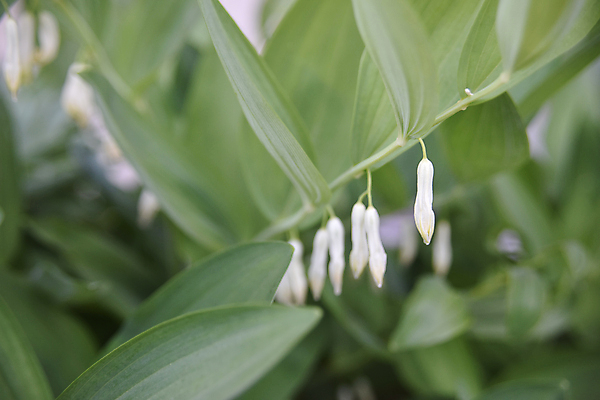 포토 JPG 해외이미지 식물 디자인 계절 꽃잎 꽃 줄기 잎 꽃무늬 밭 농업 자연 사람없음 야외 초록색 우주 정원 봄 벚꽃 흰색 신선 시간 개화 닫기 수분 꽃가루 꿀 내추럴 해외포토 산업 컬러 무늬 모션 가루 생태계 파일형식 이미지허브