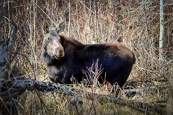 포토 JPG 해외이미지 나무 동물 척추동물 계절 공원 여자 얼굴 야생동물 백그라운드 잎 북아메리카 포유류 자연 초식동물 털 풍경 성인 사람없음 야외 갈색 머리 미국 가을 황무지 숲 큼 귀 내추럴 동물상 서쪽 워싱턴 해외포토 식물 공공시설 컬러 아메리카 사람 신체부위 조형물 크기 방향 생태계 파일형식 이미지허브
