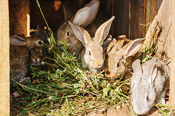 포토 JPG 해외이미지 주간 여러마리 사람없음 야외 토끼 풀 잡초 먹기 축사 옹기종기 해외포토 자연요소 식물 건축물 다수 컨셉 포유류 모션 반려동물 축산업 파일형식 이미지허브