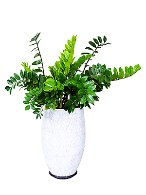 포토 JPG 해외이미지 나무 식물 디자인 길 화초 백그라운드 잎 재료 자연 주택 건강 사람없음 내부 장식 초록색 새싹 정원 봄 성장 흰색 나뭇가지 신선 양념 냄비 자르기 다발 허브 오브젝트 에코 상록수 내추럴 고립 생태학 심기 영원 세련 해외포토 계절 교육 컬러 모션 건물 환경 솥 생태계 파일형식 이미지허브