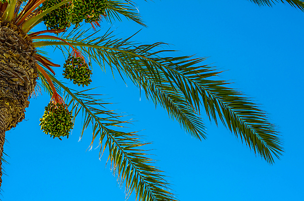 포토 JPG 해외이미지 나무 식물 여행 백그라운드 컨셉 잎 하늘 추상 휴가 휴식 왕관 손바닥 풍경 사람없음 야외 초록색 여름 야자수 맑음 올려보기 수확 장면 코코넛 석호 내추럴 이국적 파라다이스 스타일 효과 해외포토 손 계절 컬러 무늬 농업 과일 모션 날씨 파일형식 이미지허브