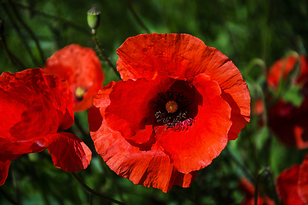 포토 JPG 해외이미지 식물 꽃 유럽 밭 자연 독일 풍경 사람없음 빨간색 봄 벚꽃 6월 5월 양귀비 내추럴 해외포토 계절 나라 컬러 농업 날짜 생태계 파일형식 이미지허브