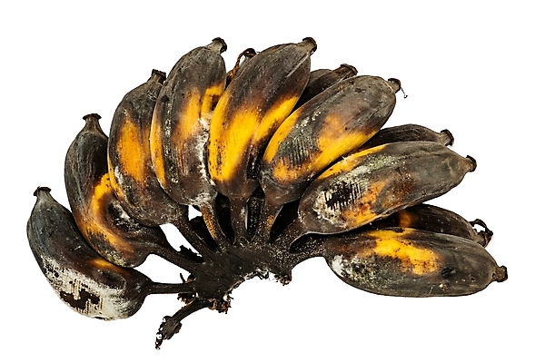 포토 JPG 해외이미지 식물 음식 백그라운드 컨셉 곡선 다이어트 채소 과일 재료 자연 열쇠 디저트 바나나 동양인 사람없음 세로 갈색 노란색 검은색 손상 껍질 흰색 죽음 닫기 달콤 아침식사 다발 피부 유기농 날것 내추럴 나쁜 고립 넘어짐 방법 숙성 옛날 채식주의자 노화 세련 해외포토 웰빙 선 컬러 모션 건강 인종 신체부위 식사 맛 생태계 채식 파일형식 이미지허브