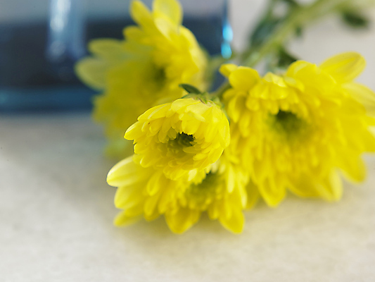 포토 JPG 해외이미지 식물 꽃 백그라운드 꽃무늬 자연 국화 건강 사람없음 장식 노란색 건강관리 벚꽃 신선 개화 묘사 내추럴 해외포토 컬러 무늬 관리 생태계 파일형식 이미지허브