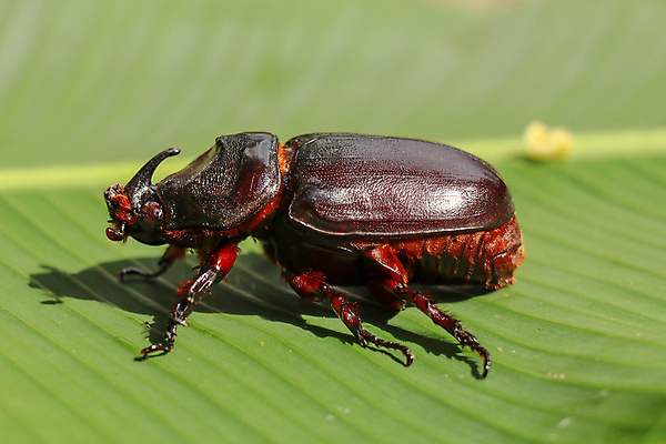 포토 JPG 해외이미지 동물 계절 야생동물 음식 곤충 백그라운드 잎 학교 자연 뿔 사람없음 초록색 빛 갈색 정원 봄 흰색 해충 벌레 둥지 5월 딱정벌레 애벌레 코뿔소 미끼 턱 고립 땅파기 해외포토 식물 교육 컬러 포유류 날짜 생태계 파일형식 이미지허브