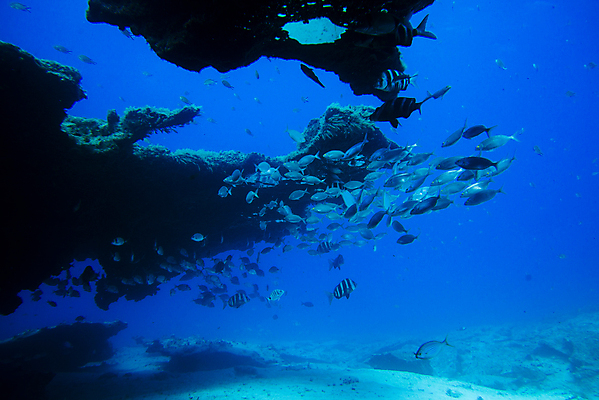포토 JPG 해외이미지 동물 야생동물 바다 섬 여행 학교 자연 낚시 어류 풍경 사람없음 빨간색 물 파란색 바닷속 수중 수영 그룹 산호 잠수부 땅 생태계 다이빙 암초 내추럴 깊이 파라다이스 해외포토 자연요소 교육 컬러 레저 수중동물 수상스포츠 자포동물 전문직 수중스포츠 파일형식 이미지허브