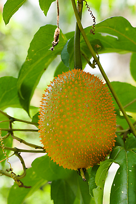 포토 JPG 해외이미지 나무 식물 계절 아시아 음식 농업 오렌지 과일 태국 자연 디저트 건강 씨앗 동양인 사람없음 빨간색 초록색 노란색 보라색 신선 시장 달콤 맛 먹기 오브젝트 유기농 날것 내추럴 고립 숙성 이국적 해외포토 웰빙 나라 산업 컬러 컨셉 모션 인종 생태계 파일형식 이미지허브