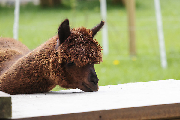 포토 JPG 해외이미지 동물 응시 얼굴 백그라운드 밭 농업 포유류 포옹 자연 털 사람없음 야외 농장 갈색 머리 사진촬영 가축 흰색 시골 표현 닫기 선택 모피 유기농 목 솜털 양모 라마 밭일 알파카 이국적 해외포토 웰빙 시선 산업 컬러 컨셉 안기 모션 신체부위 촬영 직물 생태계 파일형식 이미지허브