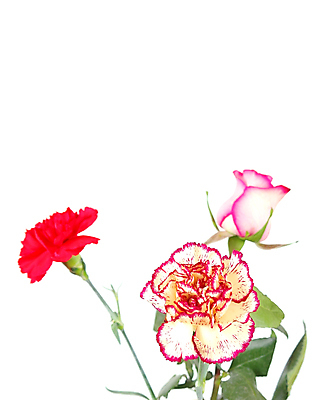 포토 JPG 해외이미지 꽃 사람없음 카네이션 해외포토 식물 파일형식 이미지허브