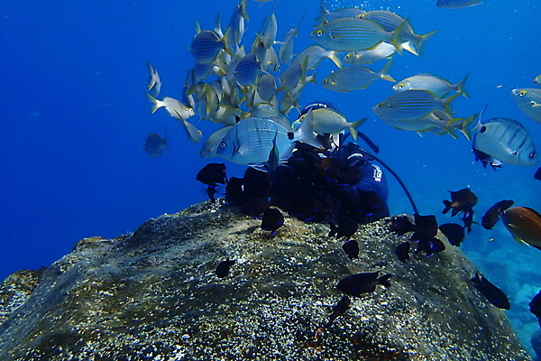 포토 JPG 해외이미지 동물 여행 자연 휴가 바닥 어류 사람없음 수중 잠수부 다이빙 대서양 깊이 동물상 해외포토 바다 조형물 수영 수중동물 전문직 생태계 수중스포츠 파일형식 이미지허브