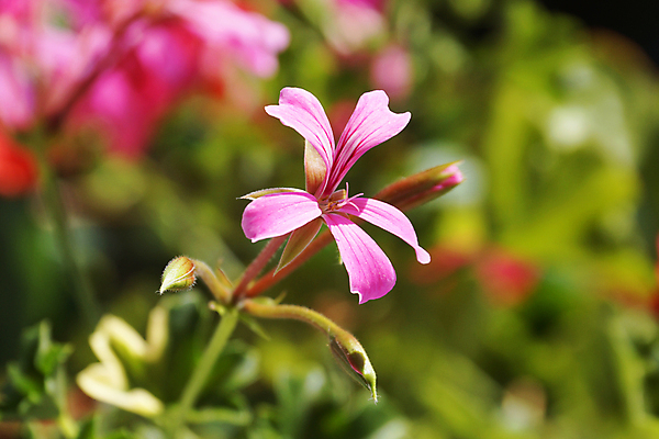 포토 JPG 해외이미지 식물 외관 계절 꽃잎 줄기 분홍색 잎 매달리기 사랑 사람없음 야외 장식 가로 빛 컬러풀 햇빛 태양 장미 머리 우주 일출 보라색 침묵 봄 활발 젖음 성장 흰색 신선 소프트포커스 이슬 배열 원예 보케 부드러움 고립 블러 온실 파스텔톤 해외포토 자연요소 꽃 감정 컬러 컨셉 모션 촬영기법 취미 신체부위 노을 소리 감각 파일형식 이미지허브