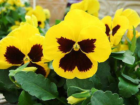 포토 JPG 해외이미지 식물 꽃잎 꽃 분홍색 꽃다발 백그라운드 잎 꽃무늬 자연 사랑 사람없음 초록색 여름 파란색 세트 컬러풀 노란색 정원 맑음 보라색 봄 벚꽃 흰색 신선 개화 우아함 제비꽃 원예 내추럴 강렬 비올라 삼색 생태학 해외포토 계절 교육 감정 컬러 컨셉 무늬 날씨 취미 생태계 파일형식 찰현악기 이미지허브