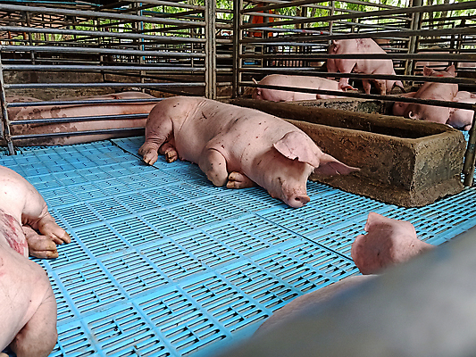 포토 JPG 해외이미지 동물 산업 음식 분홍색 농업 포유류 태국 자연 엄마 따뜻함 건강 육류 돼지고기 사람없음 농장 식사 가축 성장 흰색 시골 돼지 그룹 볏짚 큼 먹기 코 귀 주둥이 잡종 외양간 단백질 밭일 해외포토 아시아 컬러 식재료 가족 모션 신체부위 짚 크기 생태계 영양소 파일형식 이미지허브