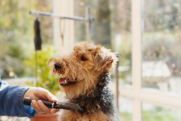 포토 JPG 해외이미지 동물 직업 응시 백그라운드 포유류 노동자 털 성인 사람없음 반려동물 갈색 상점 도구 머리빗 업무 개 강아지 자르기 목 몸단장 송곳니 기르기 다듬기 복종 신앙심 유래 해외포토 시선 컬러 모션 사람 신체부위 미용용품 작업 치아 돌봄 파일형식 이미지허브