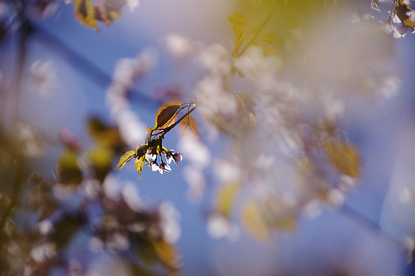 포토 JPG 해외이미지 나무 식물 계절 꽃잎 꽃 분홍색 백그라운드 자연 하늘 사람없음 정원 일본 봄 벚꽃 흰색 나뭇가지 개화 체리 소원 내추럴 고립 해외포토 아시아 컬러 과일 생태계 파일형식 이미지허브