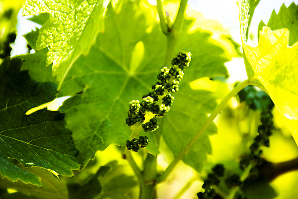 포토 JPG 해외이미지 나무 식물 계절 유럽 음식 백그라운드 잎 농업 과일 자연 하늘 포도 풍경 사람없음 야외 초록색 컬러풀 환경 와인 정원 봄 이탈리아 성장 나뭇가지 시골 신선 개화 다발 유기농 원예 포도밭 포도나무 내추럴 양조장 해외포토 웰빙 꽃 나라 산업 컬러 밭 주류 취미 과일나무 생태계 파일형식 이미지허브