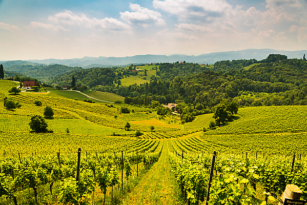 포토 JPG 해외이미지 식물 구름 여행 밭 농업 과일 자국 자연 산 파노라마 풍경 사람없음 야외 초록색 여름 평화 와인 정원 하이킹 수확 가을 시골 오스트리아 언덕 포도나무 남쪽 10월 슬로베니아 양조장 해외포토 자연요소 계절 유럽 산업 컬러 컨셉 레저 주류 촬영기법 날짜 과일나무 방향 생태계 파일형식 이미지허브