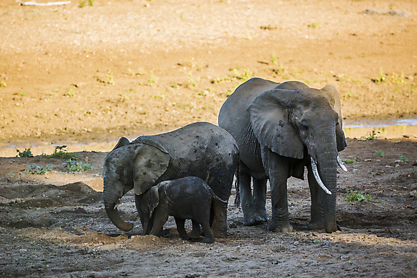 포토 JPG 해외이미지 동물 여자 야생동물 새끼 포유류 아프리카 자연 엄마 코끼리 국립공원 3 사람없음 가로 관광지 황무지 보호 사파리 송아지 남아프리카 보츠와나 보호구역 해외포토 멸종위기종 공원 나라 여행 컨셉 가족 사람 소 생태계 구역 파일형식 이미지허브