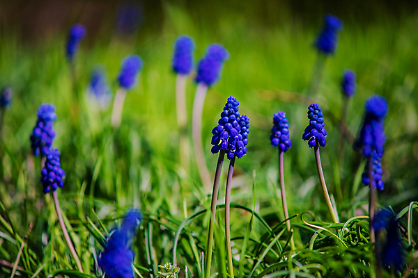 포토 JPG 해외이미지 식물 공원 꽃잎 꽃 컨셉 꽃무늬 밭 자연 사람없음 목재 파란색 정원 봄 벚꽃 신선 신용카드 숲 내추럴 히아신스 해외포토 나무 계절 공공시설 컬러 무늬 농업 재료 금융 생태계 파일형식 이미지허브