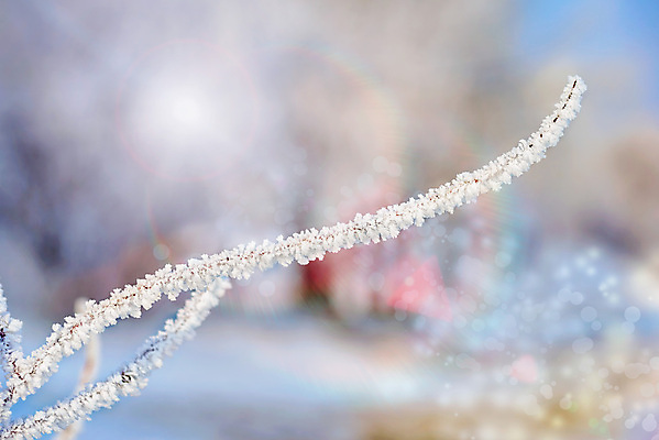 포토 JPG 해외이미지 나무 식물 계절 백그라운드 크리스마스 겨울 자연 동화 요정 사람없음 야외 햇빛 태양 쌓기 냉동 추위 흰색 나뭇가지 묘사 서리 마법 효과 해외포토 자연요소 기념일 컬러 모션 생태계 파일형식 이미지허브