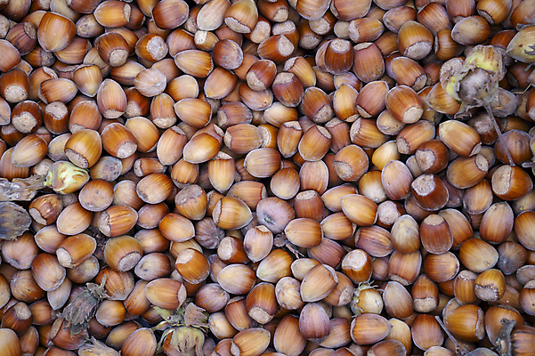 포토 JPG 해외이미지 식물 계절 음식 과일 재료 건조 건강 씨앗 사람없음 갈색 견과류 껍질 신선 조미료 그룹 유기농 알맹이 내추럴 개암나무 숙성 식용 개암 해외포토 나무 웰빙 열매 컬러 향미료 파일형식 이미지허브