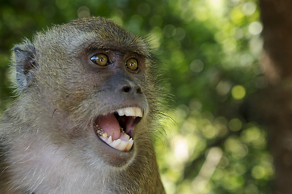 포토 JPG 해외이미지 나무 동물 아시아 얼굴 야생동물 백그라운드 포유류 태국 자연 생물 털 사람없음 갈색 흰색 원숭이 표현 숲 작음 호기심 유인원 고립 해외포토 식물 감정 나라 컬러 컨셉 신체부위 크기 생태계 파일형식 이미지허브