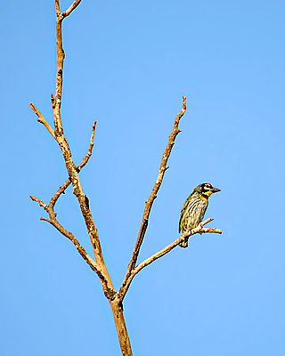 포토 JPG 해외이미지 나무 백그라운드 자연 조류 하늘 건조 앉기 사람없음 초록색 파란색 컬러풀 정원 검은색 나뭇가지 오픈 부리 내추럴 고립 해외포토 식물 동물 컬러 모션 생태계 파일형식 이미지허브