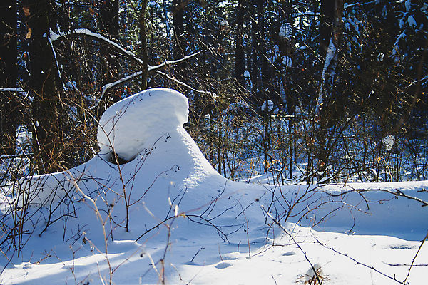 포토 JPG 해외이미지 나무 계절 크리스마스 겨울 자연 동화 날씨 새로움 풍경 사람없음 야외 햇빛 태양 평화 냉동 얼음 추위 백발 흰색 나뭇가지 소나무 눈송이 황무지 숲 12월 연도 서리 장면 북쪽 침엽수 전나무 1월 2월 제설기 눈내림 가문비나무 해외포토 자연요소 식물 헤어스타일 기념일 컬러 컨셉 눈_날씨 날짜 방향 생태계 제설 파일형식 이미지허브